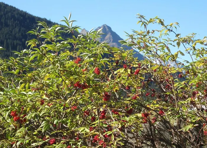 Apart Andrea * ايشجل